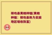 禄劝县黄精种植(黄精种植：禄劝县助力贫困地区增收致富)