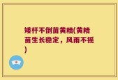 矮杆不倒苗黄精(黄精苗生长稳定，风雨不摇)