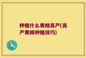 种植什么黄精高产(高产黄精种植技巧)