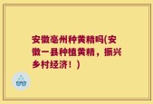 安徽亳州种黄精吗(安徽一县种植黄精，振兴乡村经济！)