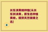 长乐滇黄精种植(从长乐到滇黄，原生态种植黄精，提供天然健康之选)