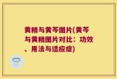 黄精与黄芩图片(黄芩与黄精图片对比：功效、用法与适应症)