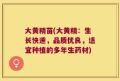 大黄精苗(大黄精：生长快速，品质优良，适宜种植的多年生药材)