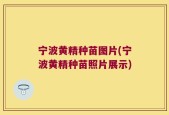宁波黄精种苗图片(宁波黄精种苗照片展示)