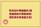 野生松叶黄精图片(稀有植物松叶黄精惊现！赏析其珍贵美丽之姿)