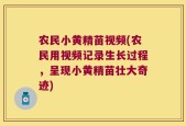 农民小黄精苗视频(农民用视频记录生长过程，呈现小黄精苗壮大奇迹)