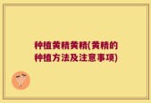 种植黄精黄精(黄精的种植方法及注意事项)