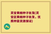 灵宝黄精种子批发(灵宝区黄精种子批发，优质种苗货源保证)