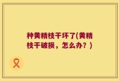 种黄精枝干坏了(黄精枝干破损，怎么办？)