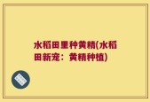 水稻田里种黄精(水稻田新宠：黄精种植)