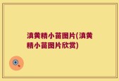 滇黄精小苗图片(滇黄精小苗图片欣赏)