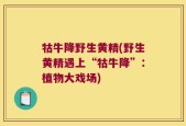 牯牛降野生黄精(野生黄精遇上“牯牛降”：植物大戏场)