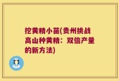 挖黄精小苗(贵州挑战高山种黄精：双倍产量的新方法)