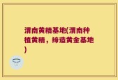 渭南黄精基地(渭南种植黄精，缔造黄金基地)