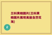 兰科黄精图片(兰科黄精图片展现美丽自然花海)