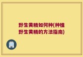 野生黄精如何种(种植野生黄精的方法指南)