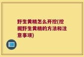 野生黄精怎么开挖(挖掘野生黄精的方法和注意事项)