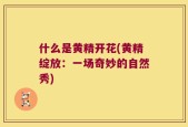 什么是黄精开花(黄精绽放：一场奇妙的自然秀)