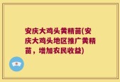 安庆大鸡头黄精苗(安庆大鸡头地区推广黄精苗，增加农民收益)