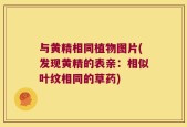 与黄精相同植物图片(发现黄精的表亲：相似叶纹相同的草药)