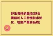 野生黄精的栽培(野生黄精的人工种植技术优化，增加产量和品质)