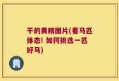 干的黄精图片(看马匹体态! 如何挑选一匹好马)