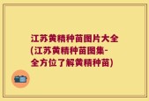 江苏黄精种苗图片大全(江苏黄精种苗图集-全方位了解黄精种苗)
