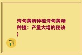 湾甸黄精种植湾甸黄精种植：产量大增的秘诀)