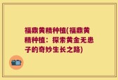 福鼎黄精种植(福鼎黄精种植：探索黄金无患子的奇妙生长之路)