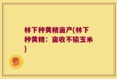 林下种黄精亩产(林下种黄精：亩收不输玉米)