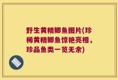 野生黄精鲫鱼图片(珍稀黄精鲫鱼惊艳亮相，珍品鱼类一览无余)
