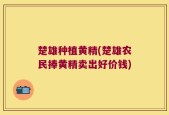 楚雄种植黄精(楚雄农民捧黄精卖出好价钱)