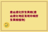 唐山遵化野生黄精(唐山遵化地区发现珍稀野生黄精植物)