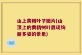 山上黄精叶子图片(山顶上的黄精树叶展现绚丽多姿的景象)