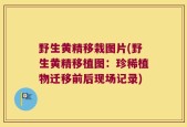 野生黄精移栽图片(野生黄精移植图：珍稀植物迁移前后现场记录)
