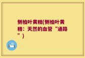 侧柏叶黄精(侧柏叶黄精：天然的血管“通路”)