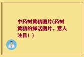 中药树黄精图片(药树黄精的鲜活图片，惹人注目！)