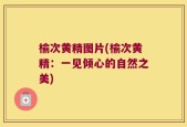 榆次黄精图片(榆次黄精：一见倾心的自然之美)