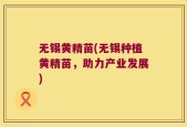 无锡黄精苗(无锡种植黄精苗，助力产业发展)