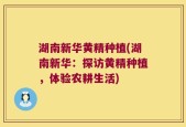 湖南新华黄精种植(湖南新华：探访黄精种植，体验农耕生活)