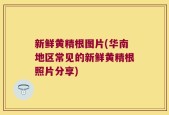 新鲜黄精根图片(华南地区常见的新鲜黄精根照片分享)