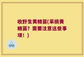 收野生黄精苗(采摘黄精苗？需要注意这些事项！)