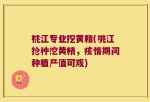 桃江专业挖黄精(桃江抢种挖黄精，疫情期间种植产值可观)