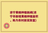 遂宁黄精种植新闻(遂宁市新增黄精种植面积，助力农村脱贫致富)