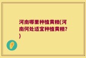 河南哪里种植黄精(河南何处适宜种植黄精？)