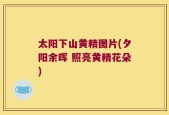 太阳下山黄精图片(夕阳余晖 照亮黄精花朵)