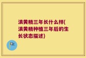 滇黄精三年长什么样(滇黄精种植三年后的生长状态描述)