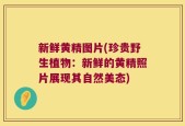 新鲜黄精图片(珍贵野生植物：新鲜的黄精照片展现其自然美态)