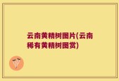 云南黄精树图片(云南稀有黄精树图赏)