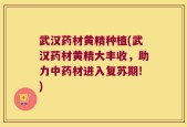 武汉药材黄精种植(武汉药材黄精大丰收，助力中药材进入复苏期!)